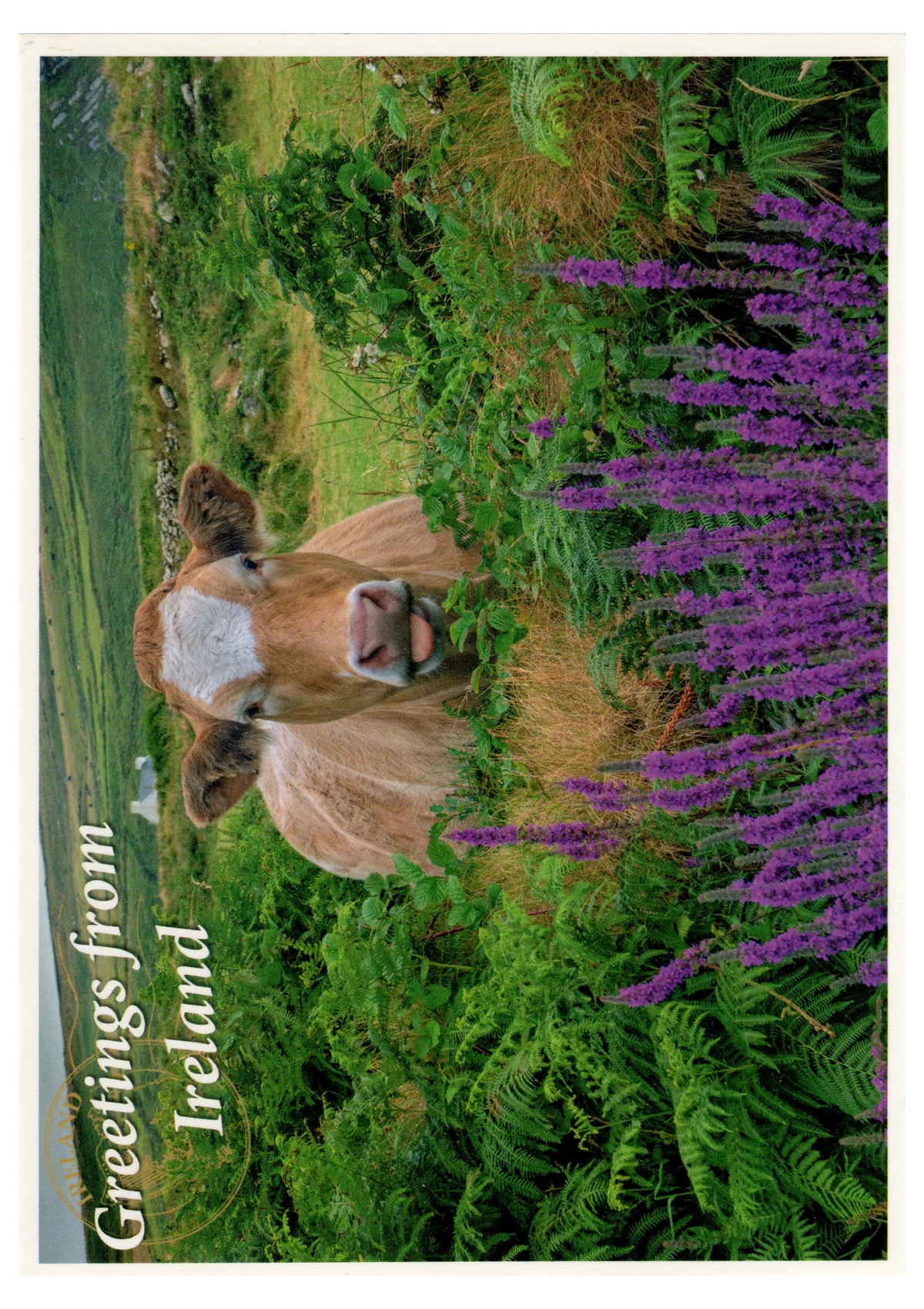 Front of postcard 9